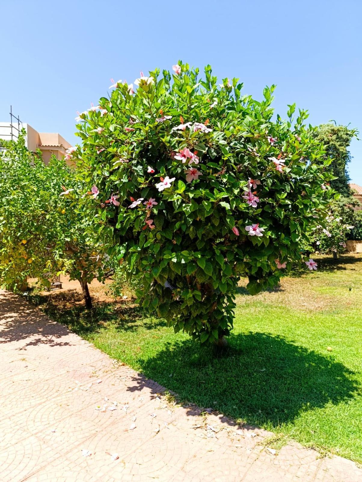 Casa In Giardino A Pochi Passi Dal Mare Vila Palermo Exterior foto